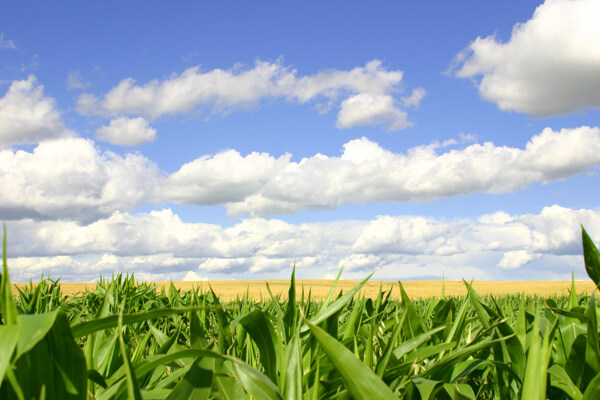 玉米地风景图片