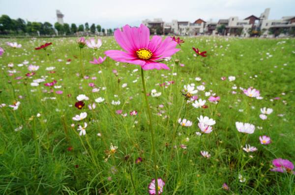 格桑花