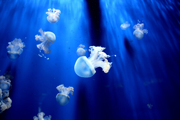 水母海蜇蓝色梦幻