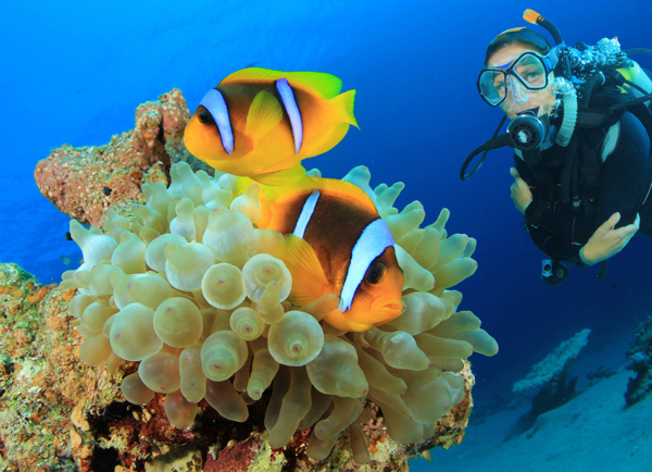 海底的珊瑚鱼类和女潜水员图片
