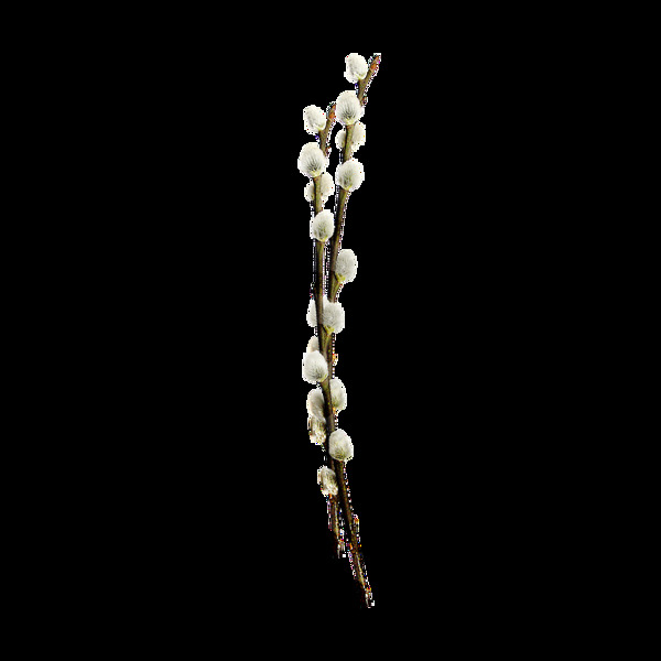 白色花苞树枝元素
