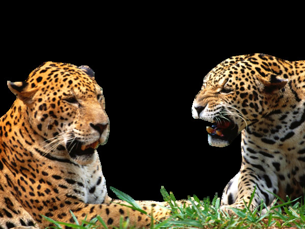 两只玩耍的美洲豹免抠png透明图层素材