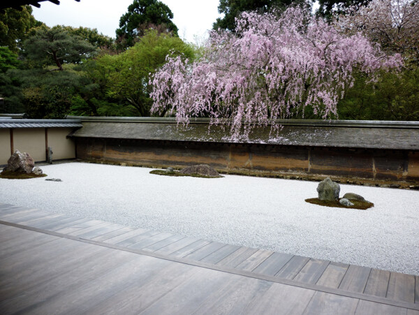 樱花树庭院图片