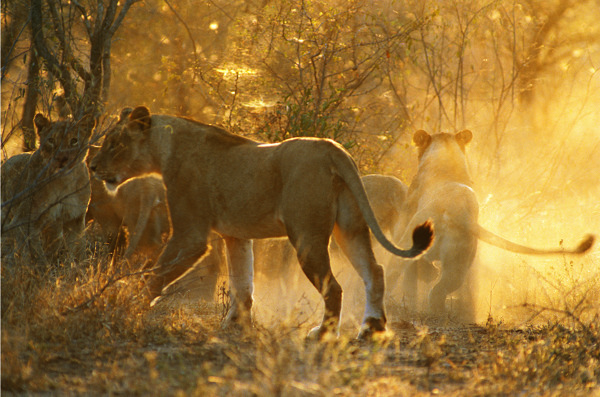狮群傍晚夕阳