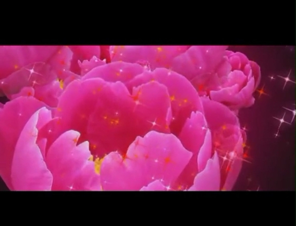 牡丹花视频素材