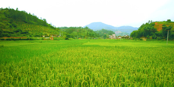 田野图片