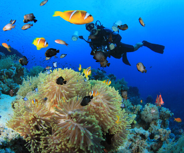 海底的珊瑚和鱼类以及潜水员图片