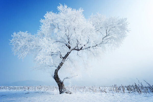 雪景背景素材图片