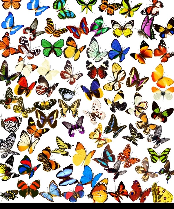 80多个多彩蝴蝶图片