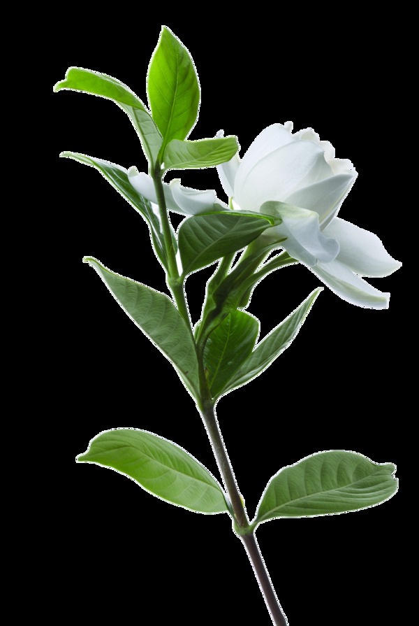 白色玫瑰花素材图片