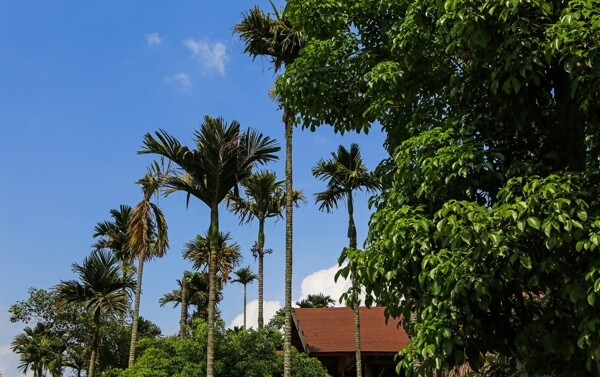 槟榔谷图片