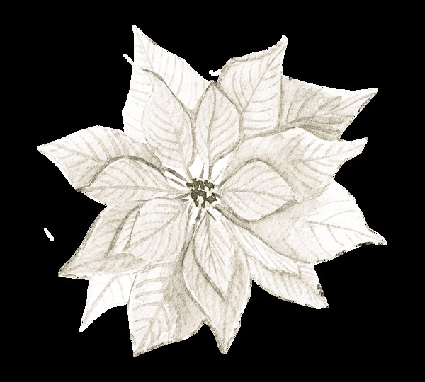 白色花卉免抠图素材