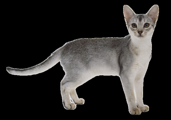 灰色毛发的猫免抠png透明素材