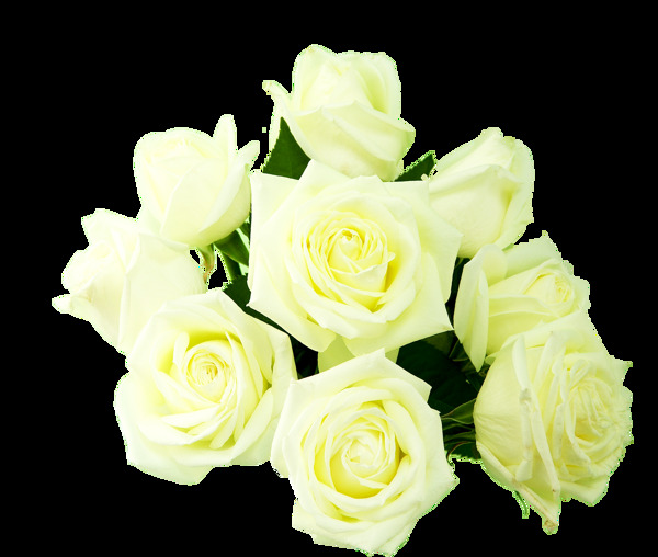 黄玫瑰抠图素材