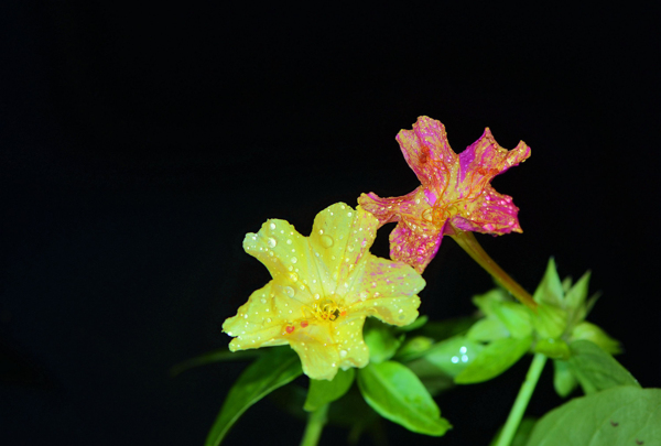 各种颜色的茉莉花