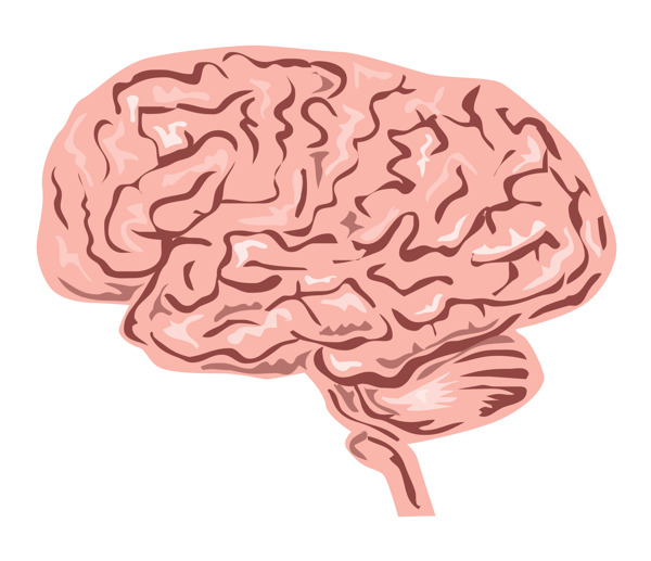 人类的大脑