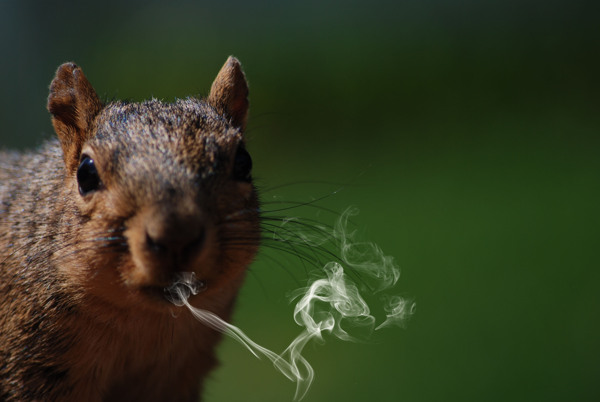 吸烟者的松鼠
