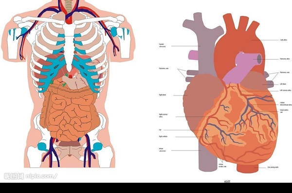 人体内脏器官矢量.CDR图片