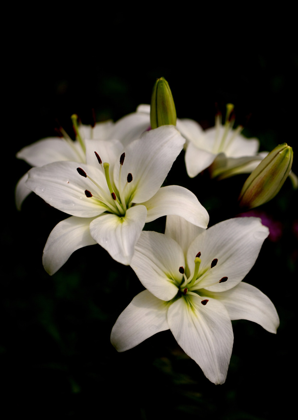 白色的百合花