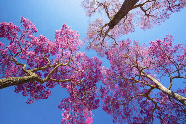 美丽春天大树花朵景色