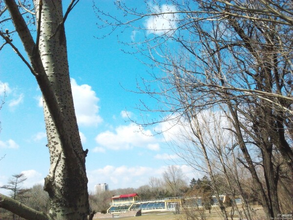 风景春天蓝天图片