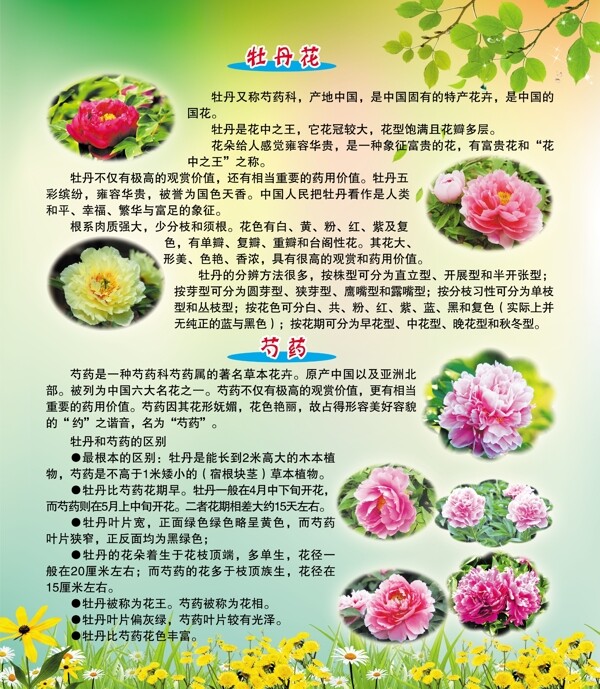 花卉展板图片