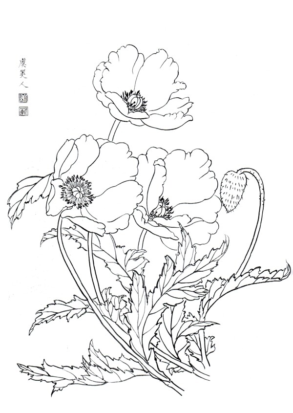 国画白描百花线稿虞美