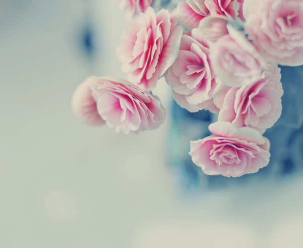 美丽的粉色花朵