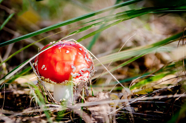 高清背景风景素材蘑菇图片
