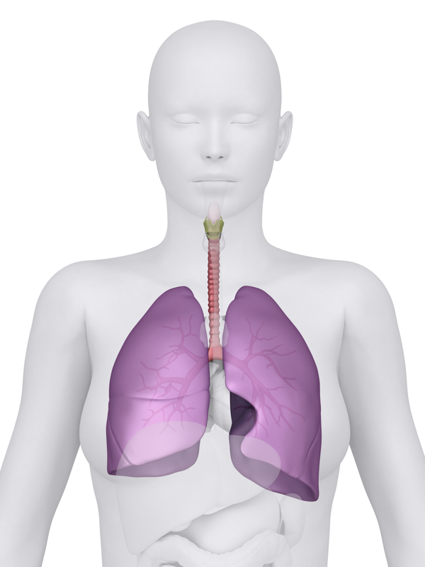 女性肺器官图片