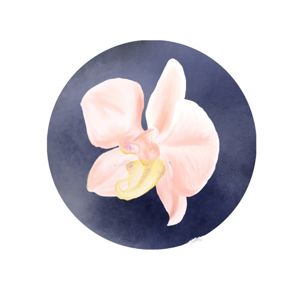 蝴蝶兰粉色唯美写实水彩花朵兰花元素