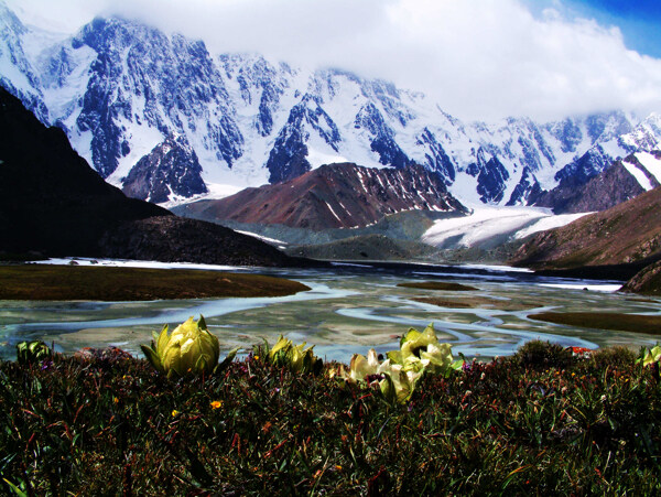 天山雪莲图片