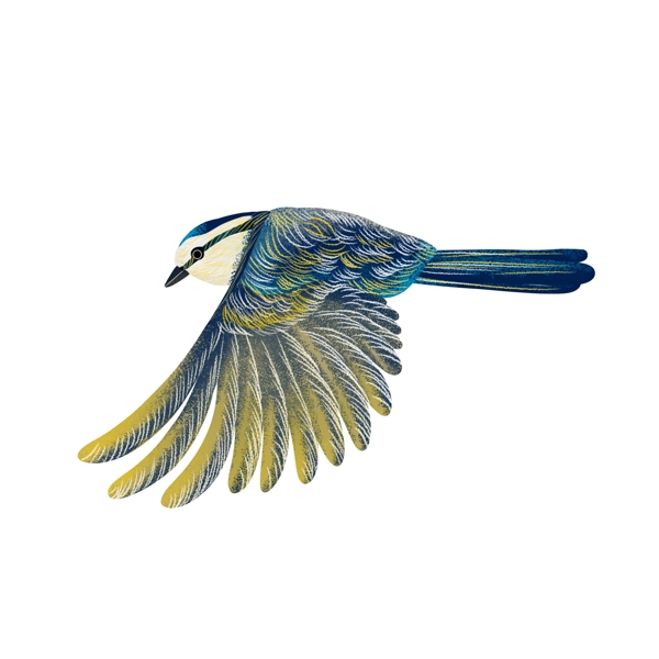 五颜六色的鸟类插画PNG图片