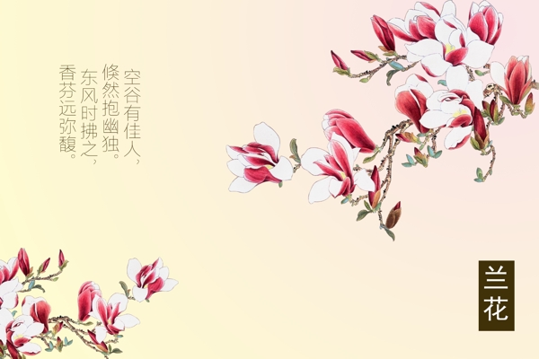 粉色淡雅玉兰花背景图图片