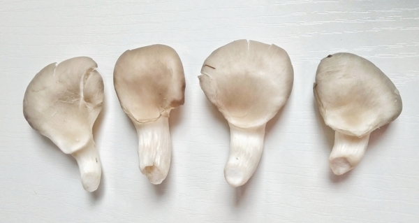 平菇蘑菇真菌食用火锅菜