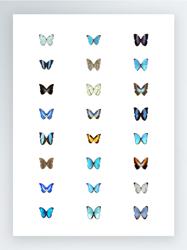 漂亮蝴蝶图标集