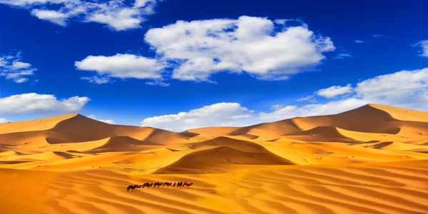沙漠骆驼蓝天白云