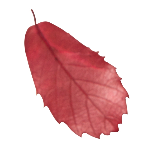 实拍的秋天的红色树叶