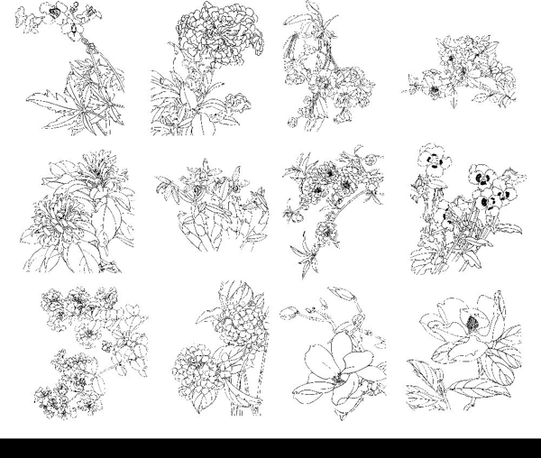 花卉线描cdr图片