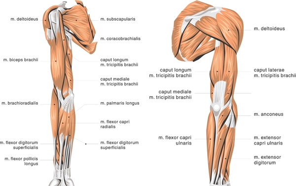 人体肌肉人体肌肉图片