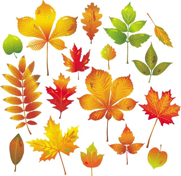 秋天的树叶矢量素材