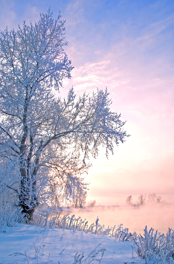 粉色天空下的雪地树木图片