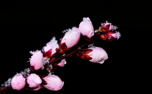 冬季梅花图片