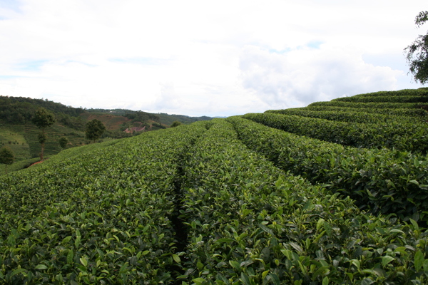 中国茶城普洱茶茶树茶园茶山图片