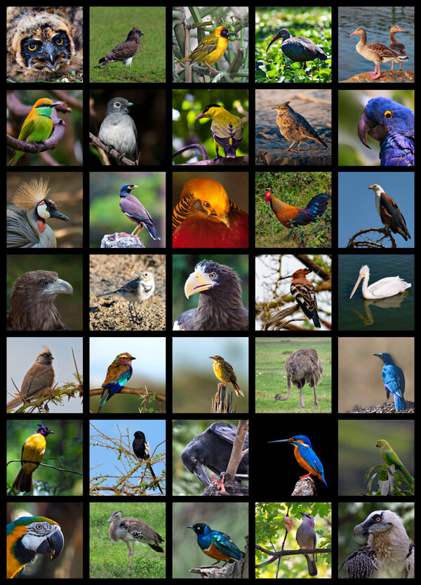 各种鸟类动物图片